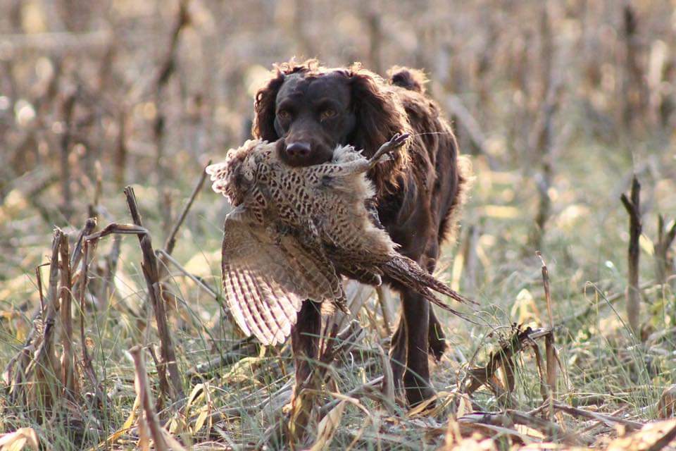 Piney Creek's Lady Chezney - Boykin Spaniel Pedigree
