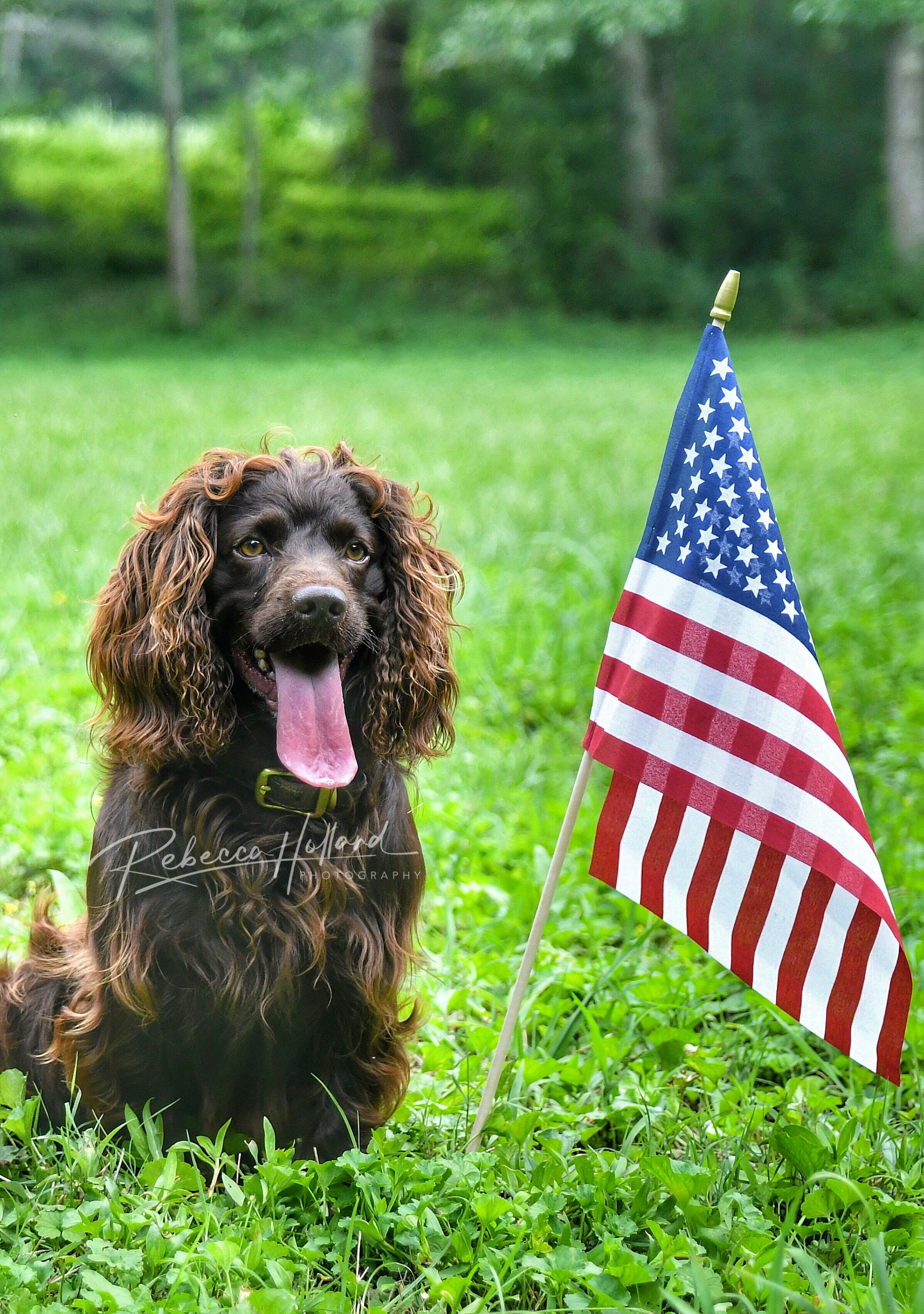 HRCH CHIEF HOLLAND MHR NCH18 OCH22 - Boykin Spaniel Pedigree