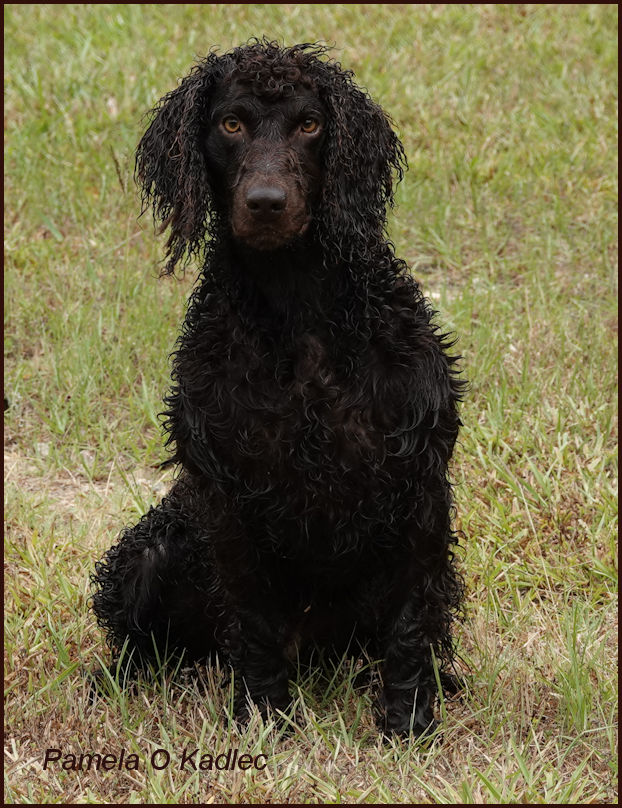 HRCH UH AJ Justadiamondsomeday - Boykin Spaniel Pedigree