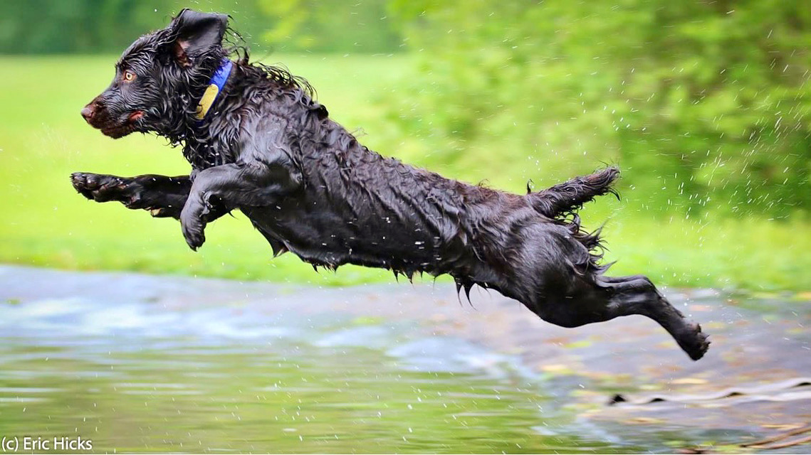 HRCH Brandywines Huck Finn UICH19, ICH19, UOCH20, UOCH21 - Boykin Spaniel Pedigree