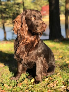 HCR's Gannon Gable Smoke on the Water - Boykin Spaniel Pedigree