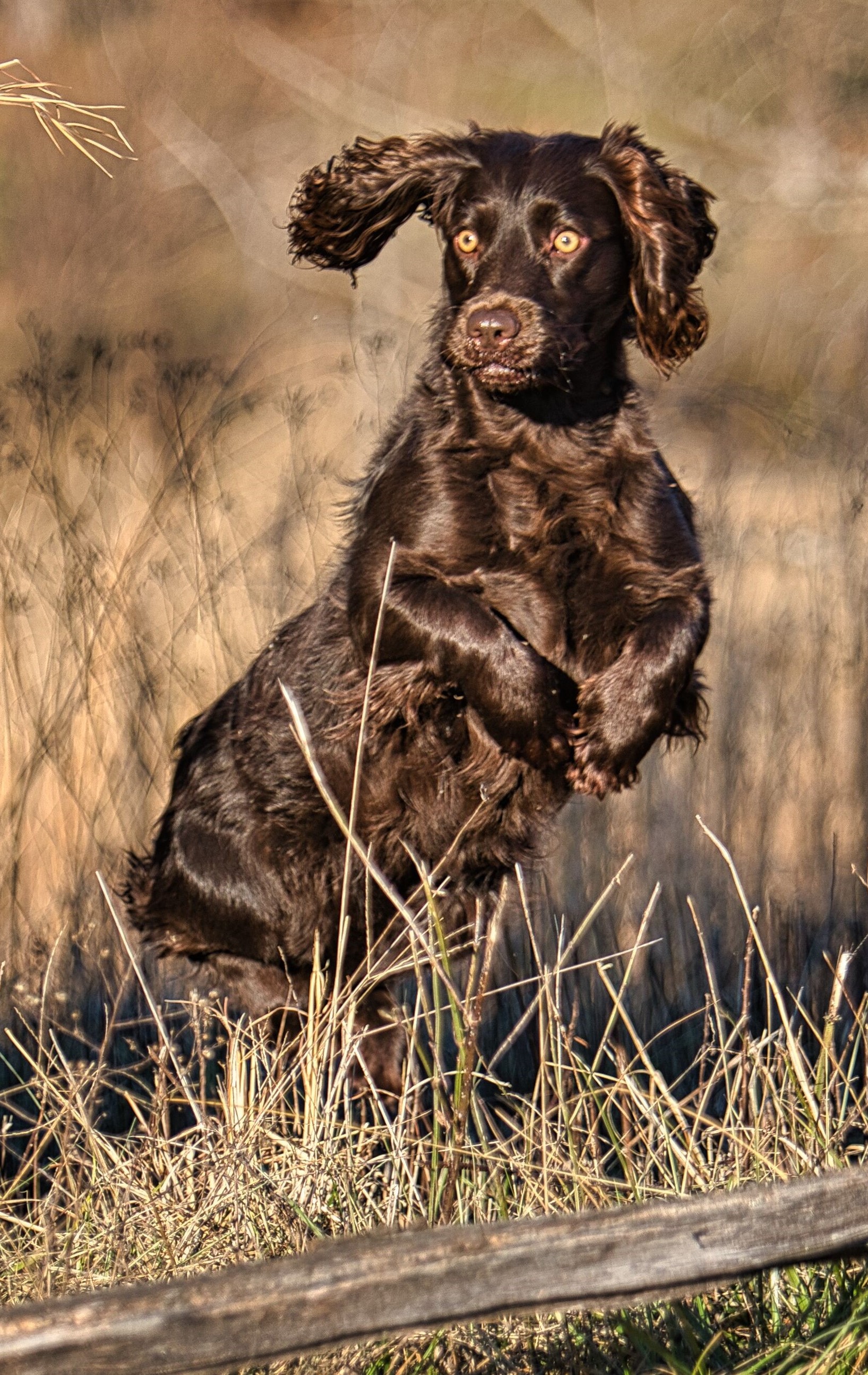GCHB CH Thornhill Amberfield N2 LionsDen RI BCAT DMA CGCA CGCU FTI - Boykin Spaniel Pedigree