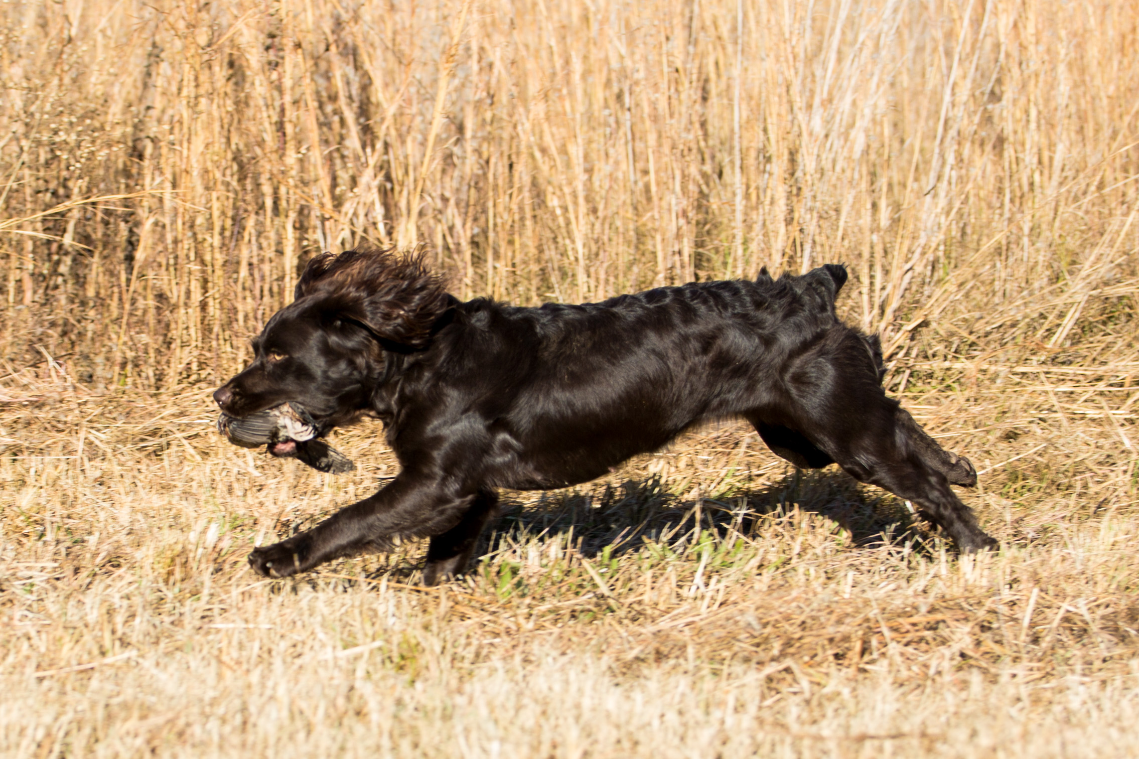 GCH CH Thornhill's Lil Clemson Tomboy RE JH CAX FCAT ACT1 DMX DS THDN CGCA TKN - Boykin Spaniel Pedigree