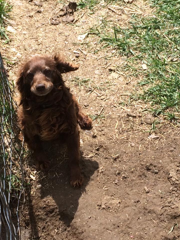 Draco's Wicked Seduction - Boykin Spaniel Pedigree