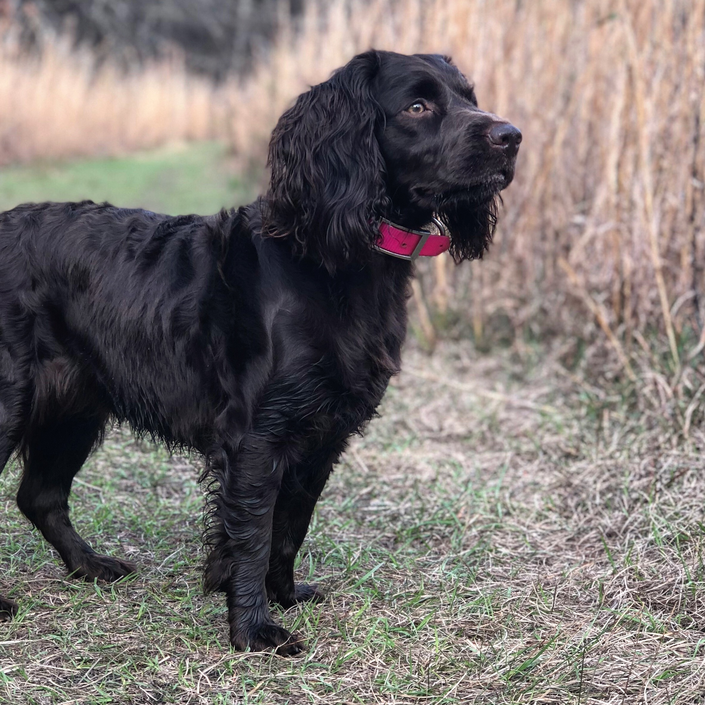 Bayside's Mallie Mae - Boykin Spaniel Pedigree