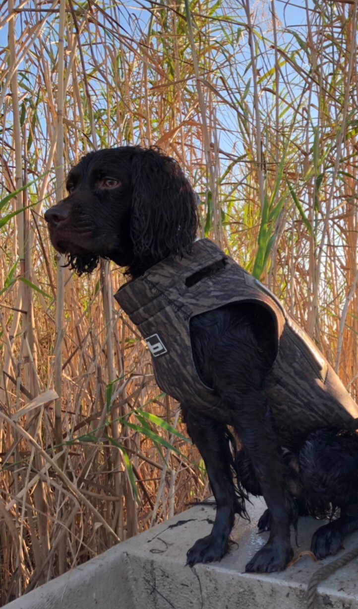 Longleaf's Twelve Gauge - Boykin Spaniel Pedigree