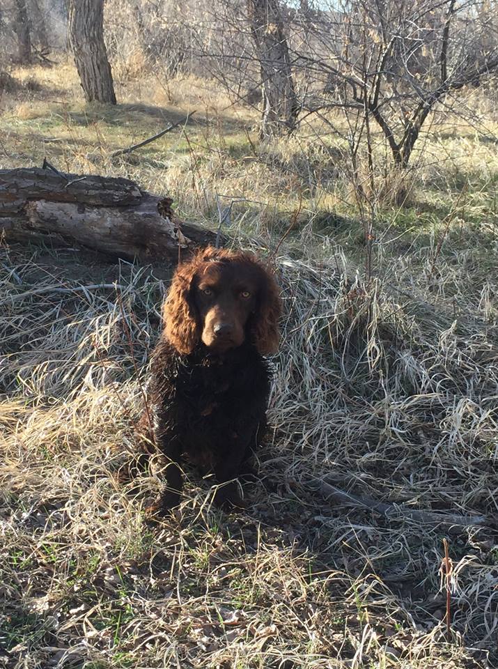 CCK Just A Cayuga Shandy - Boykin Spaniel Pedigree
