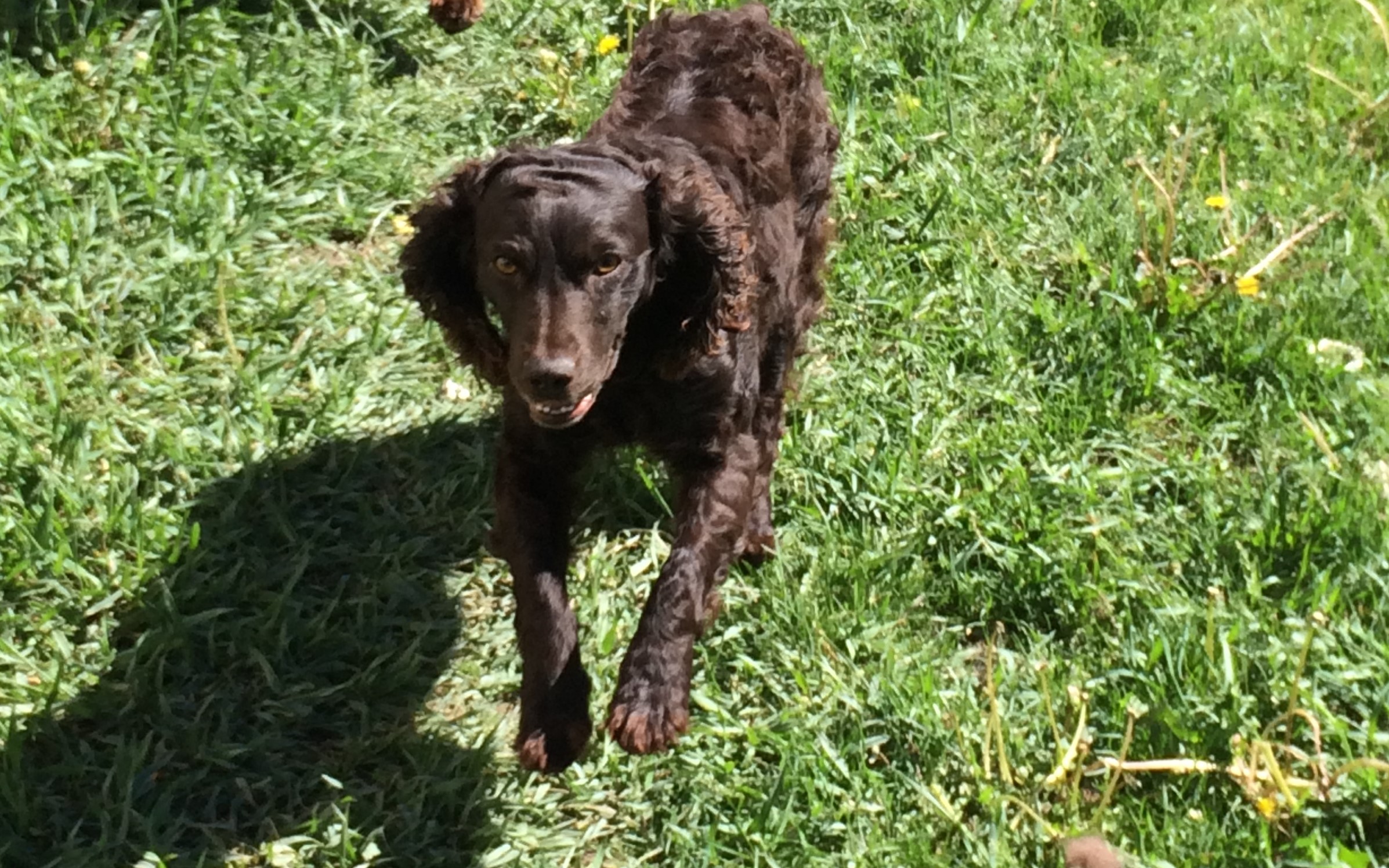 CCK Just An Annie Oakley - Boykin Spaniel Pedigree