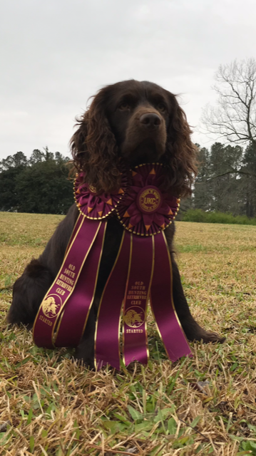 SHR Soggy Bottom Beach Boy - Boykin Spaniel Pedigree