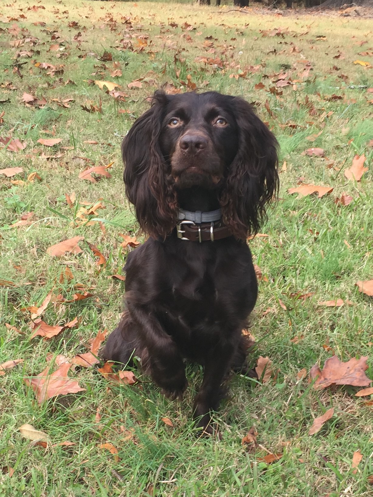HR Sudol's Miss Marleigh - Boykin Spaniel Pedigree