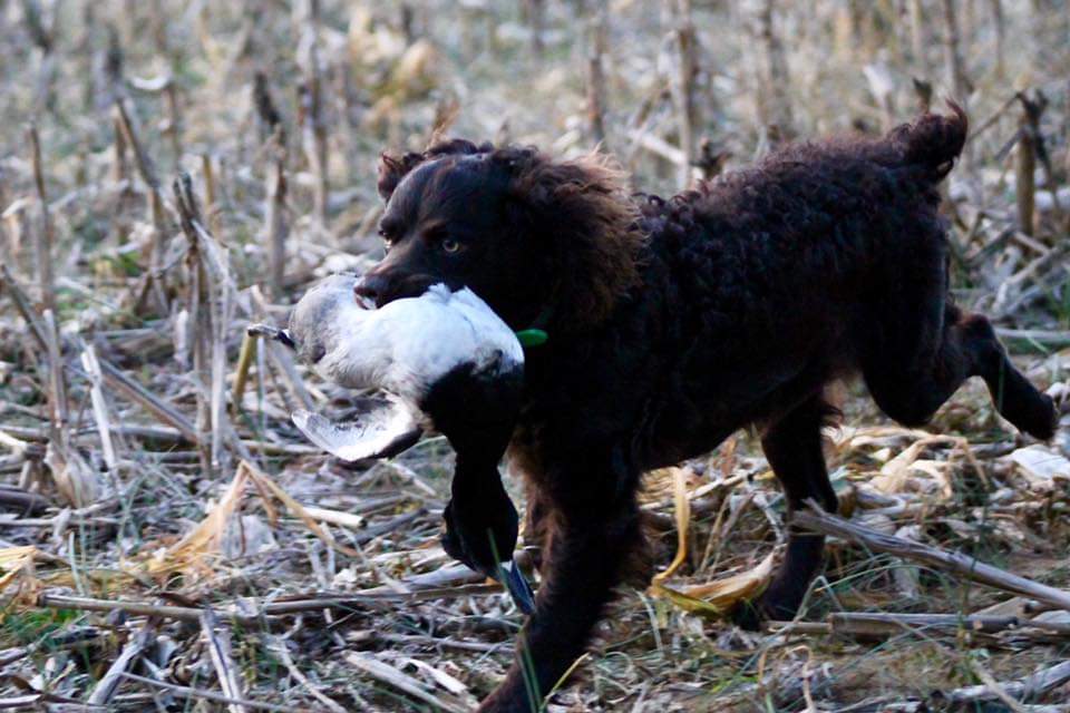 Piney Creek Meri's Jigger-pop - Boykin Spaniel Pedigree