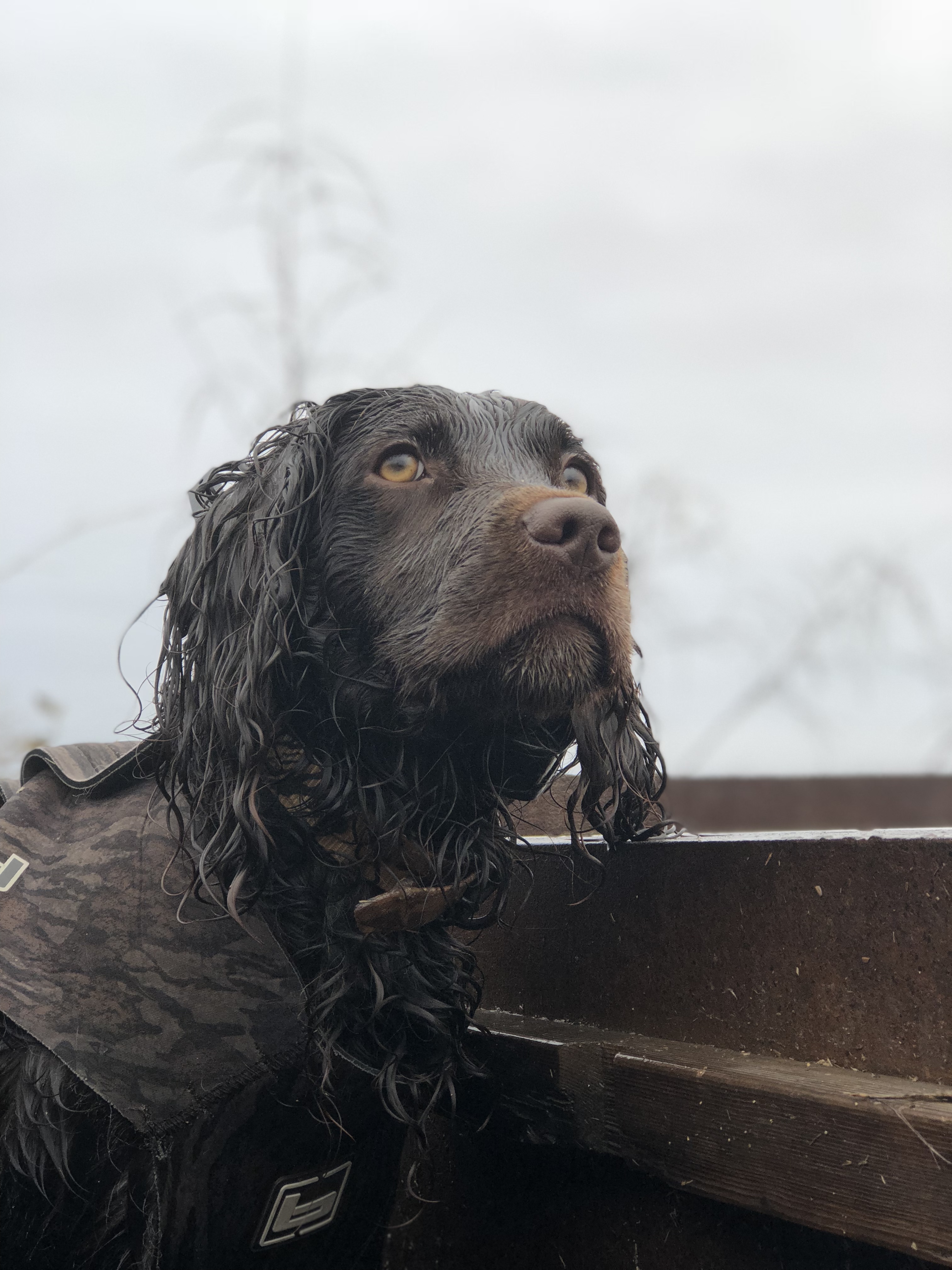 Cedarwayworsethanbonkers Clyde - Boykin Spaniel Pedigree