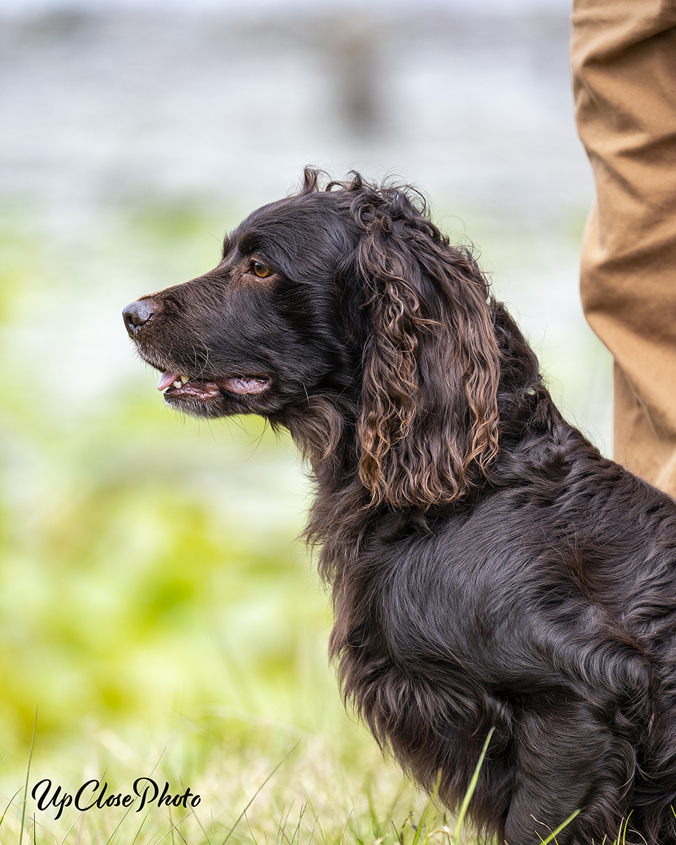 HRCH UHCH Bluff's Wallace Red MH - Boykin Spaniel Pedigree