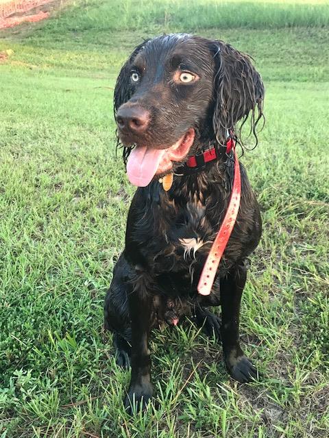Just A Stone Cold Gentleman - Boykin Spaniel Pedigree