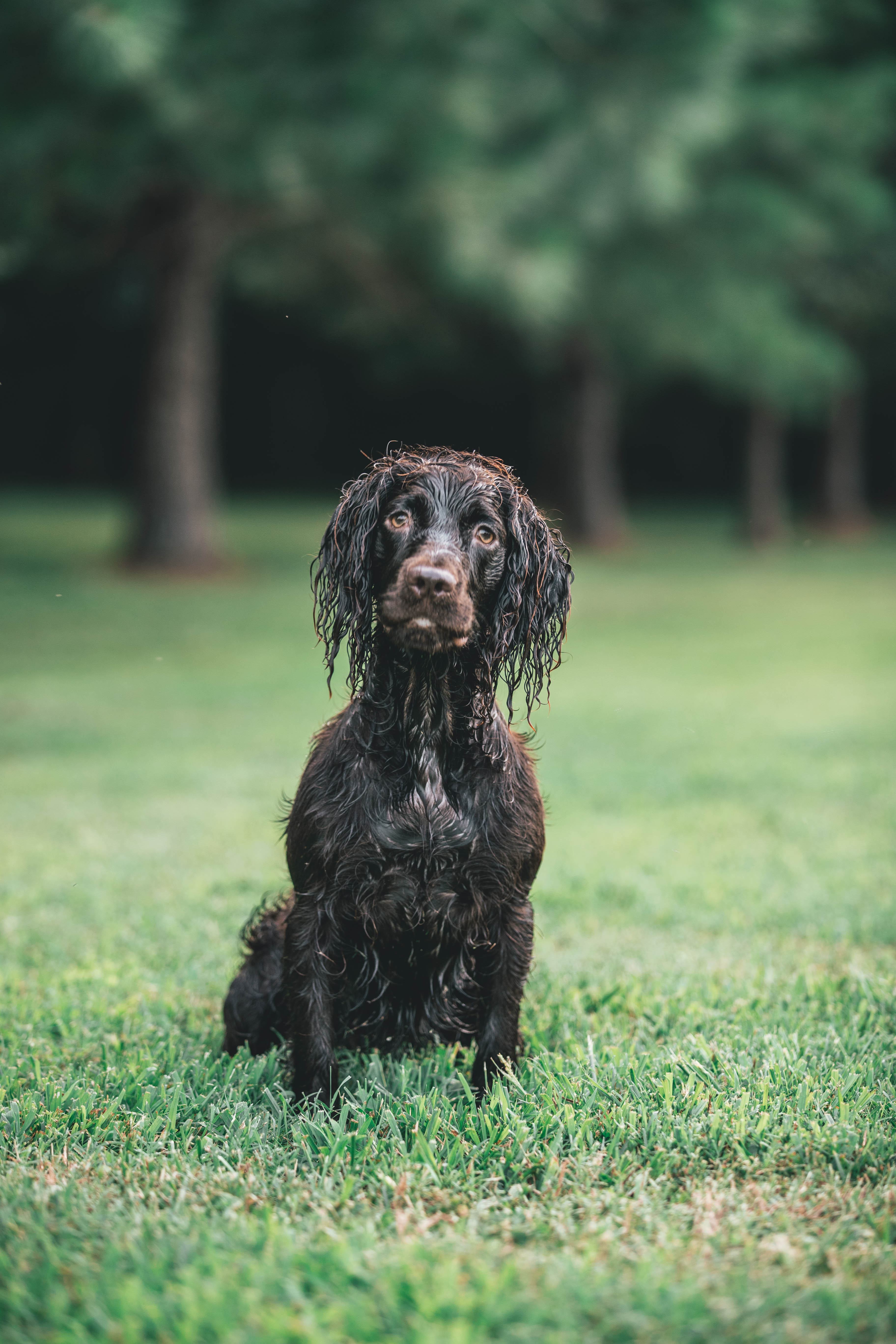 SHR Sga's Valley Way Tula - Boykin Spaniel Pedigree