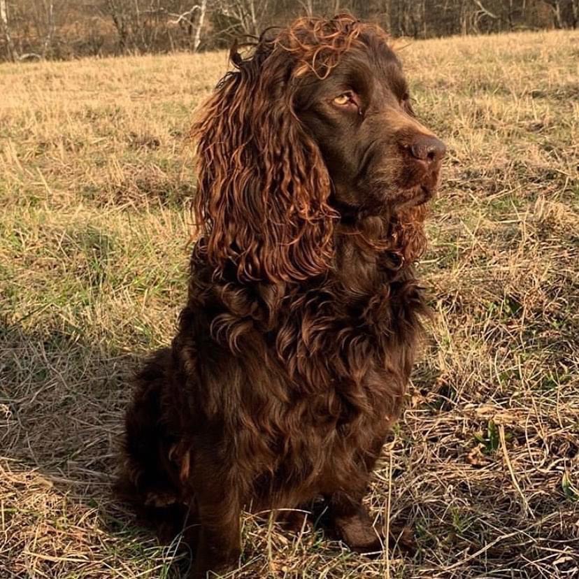 HRCH Southern Mermaids Thats My Boy - Boykin Spaniel Pedigree