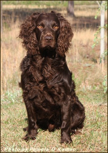 HRCH CH St. Thomas Justanislandboy MHR CGC - Boykin Spaniel Pedigree