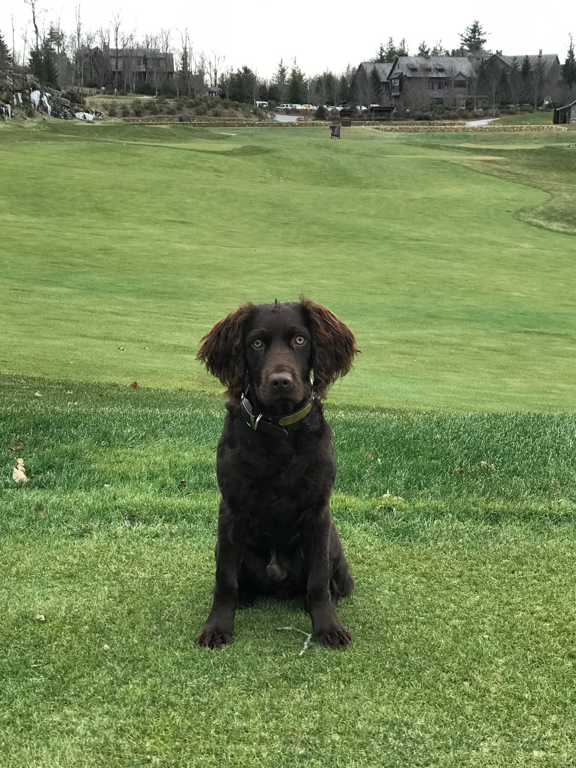 Hudson River's Otis Campbell - Boykin Spaniel Pedigree