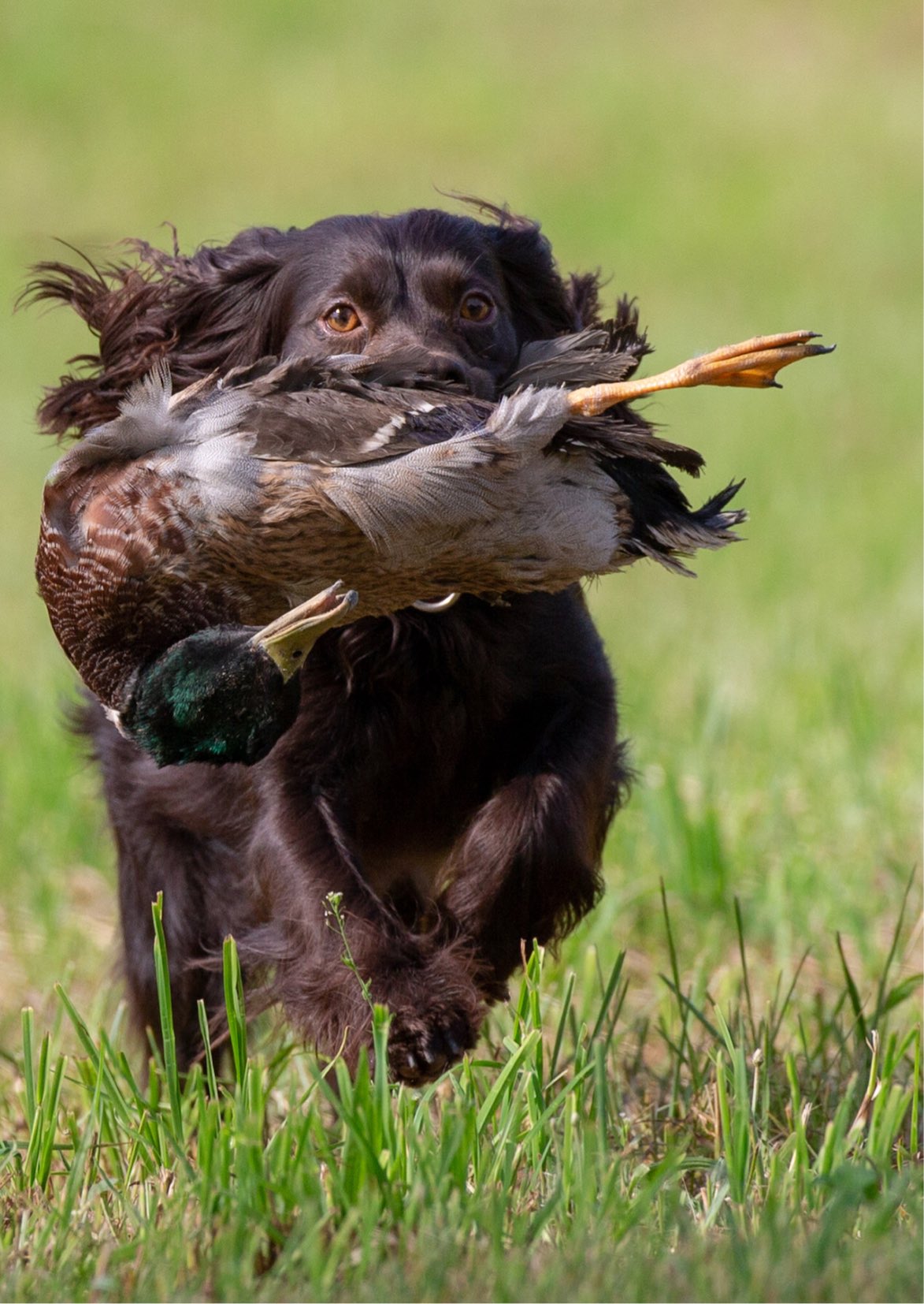 SHR Shady Acres Coffee Run CGC TKA - Boykin Spaniel Pedigree