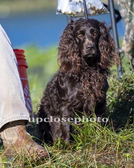 HR Ol Hickory's Leave The Tag On - Boykin Spaniel Pedigree