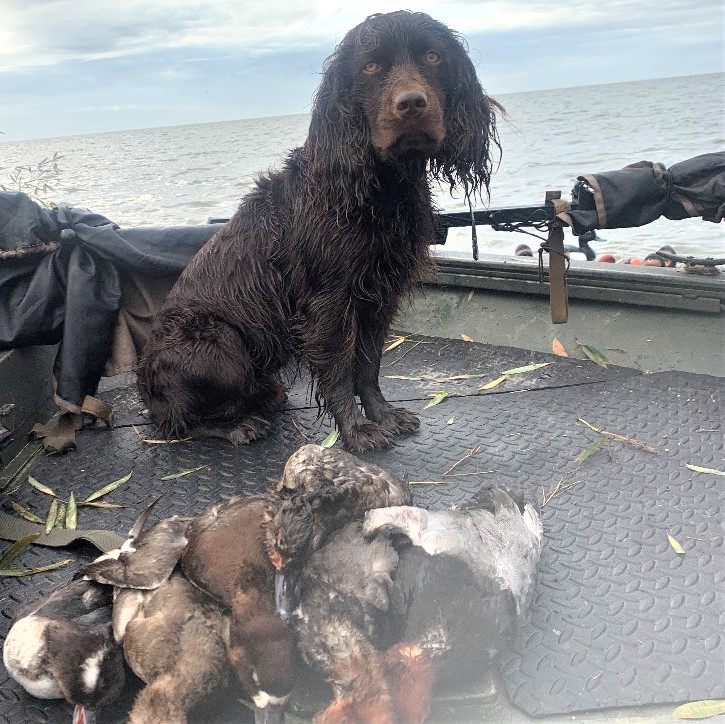 Ol Hickorys ItchinToHavaLilFun - Boykin Spaniel Pedigree