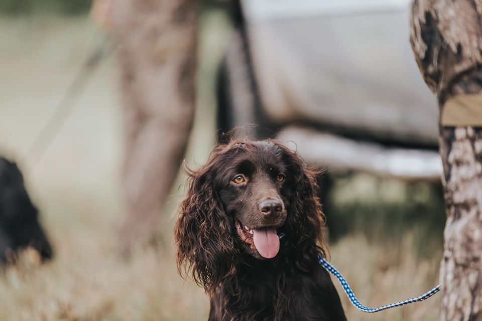 HR Ol Hickorys Case Full Of Cash - Boykin Spaniel Pedigree