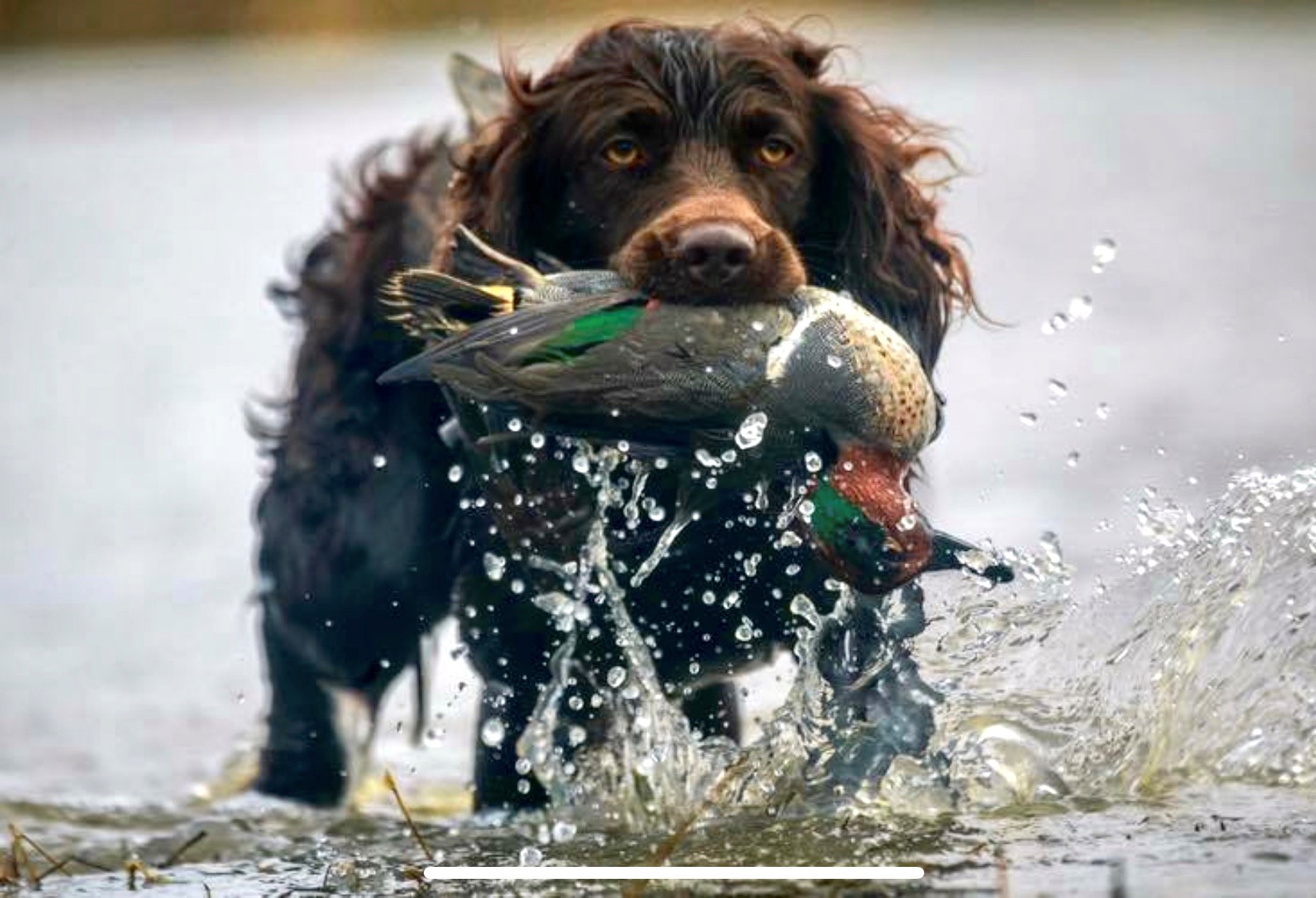 Smithland's Piper Of The Piedmont - Boykin Spaniel Pedigree