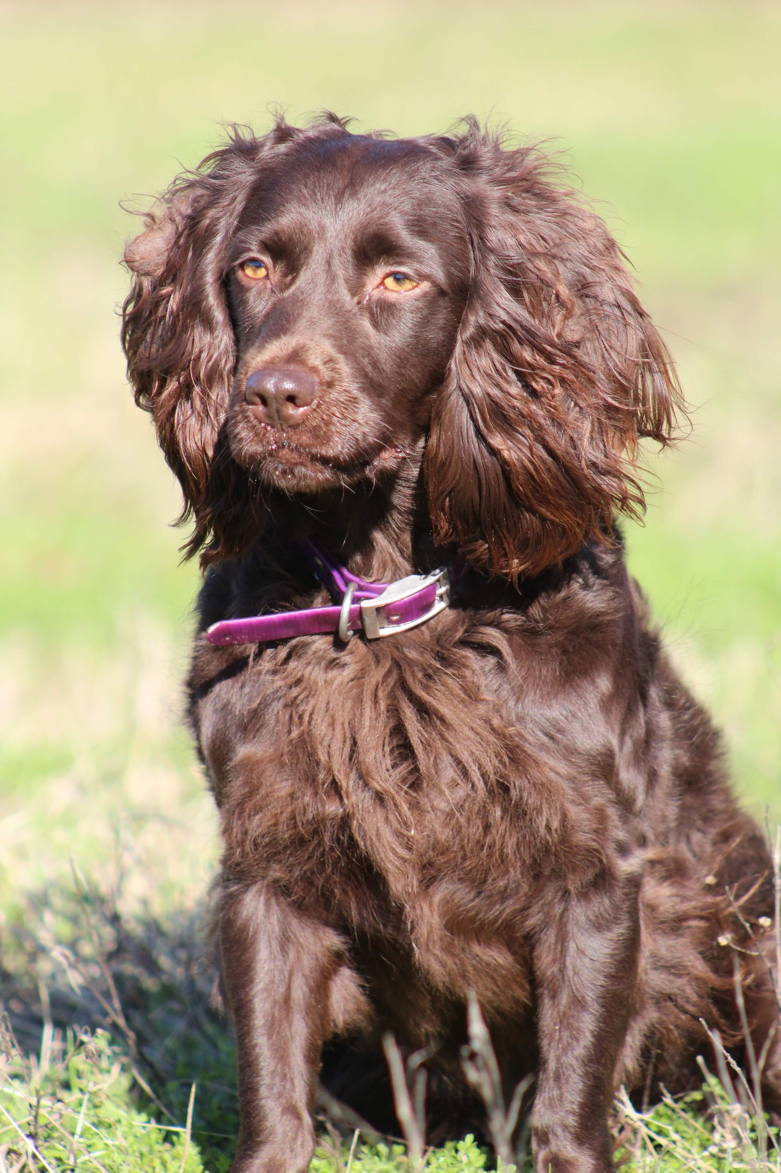 SHR Chief's Palmetto Piper - Boykin Spaniel Pedigree