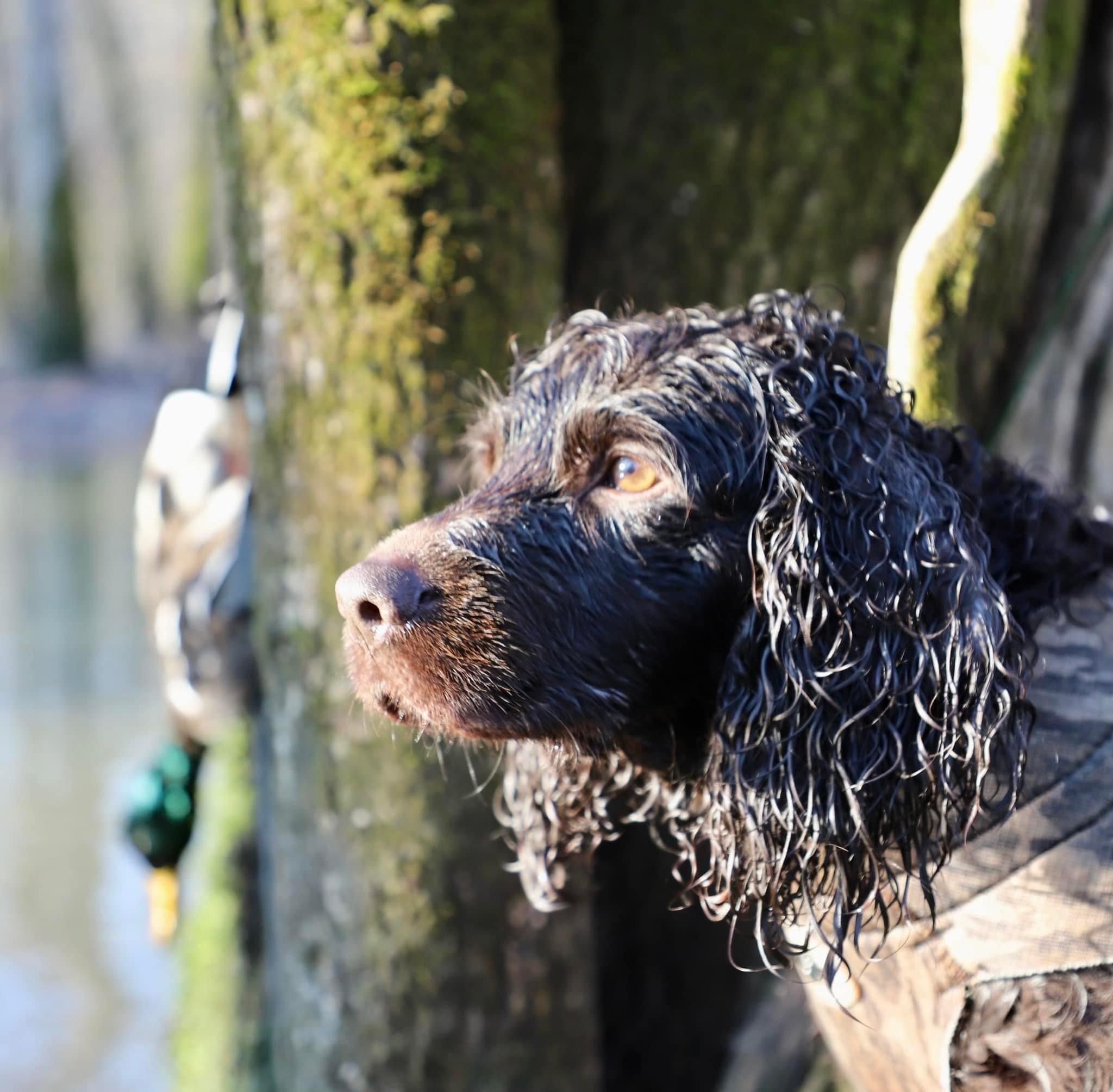 HR Stonewall’s Lone Rebel Zeb - Boykin Spaniel Pedigree