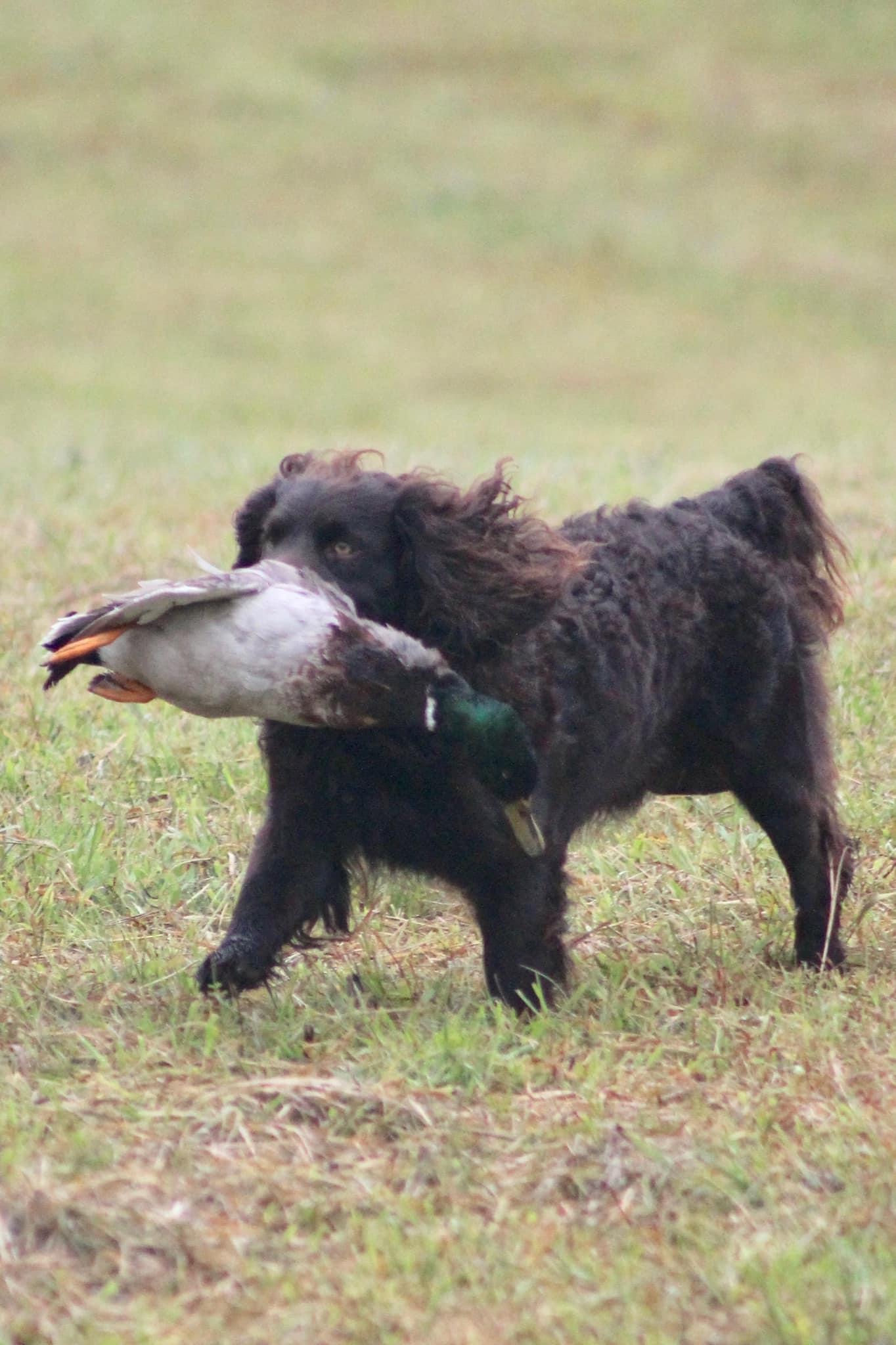 HR Madison's Built Ford Tough - Boykin Spaniel Pedigree