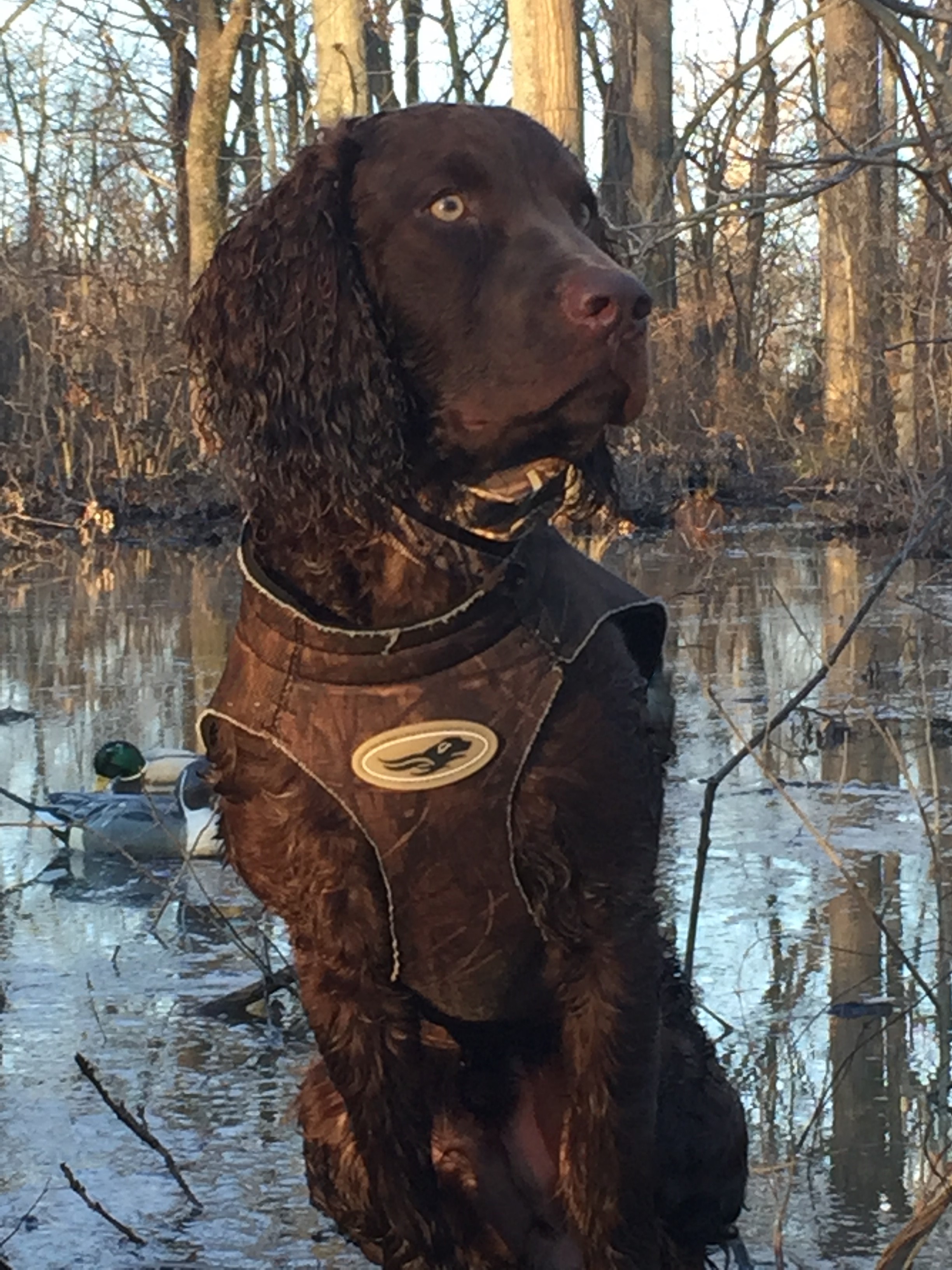 SHR Moore's Southern Red Cypress - Boykin Spaniel Pedigree