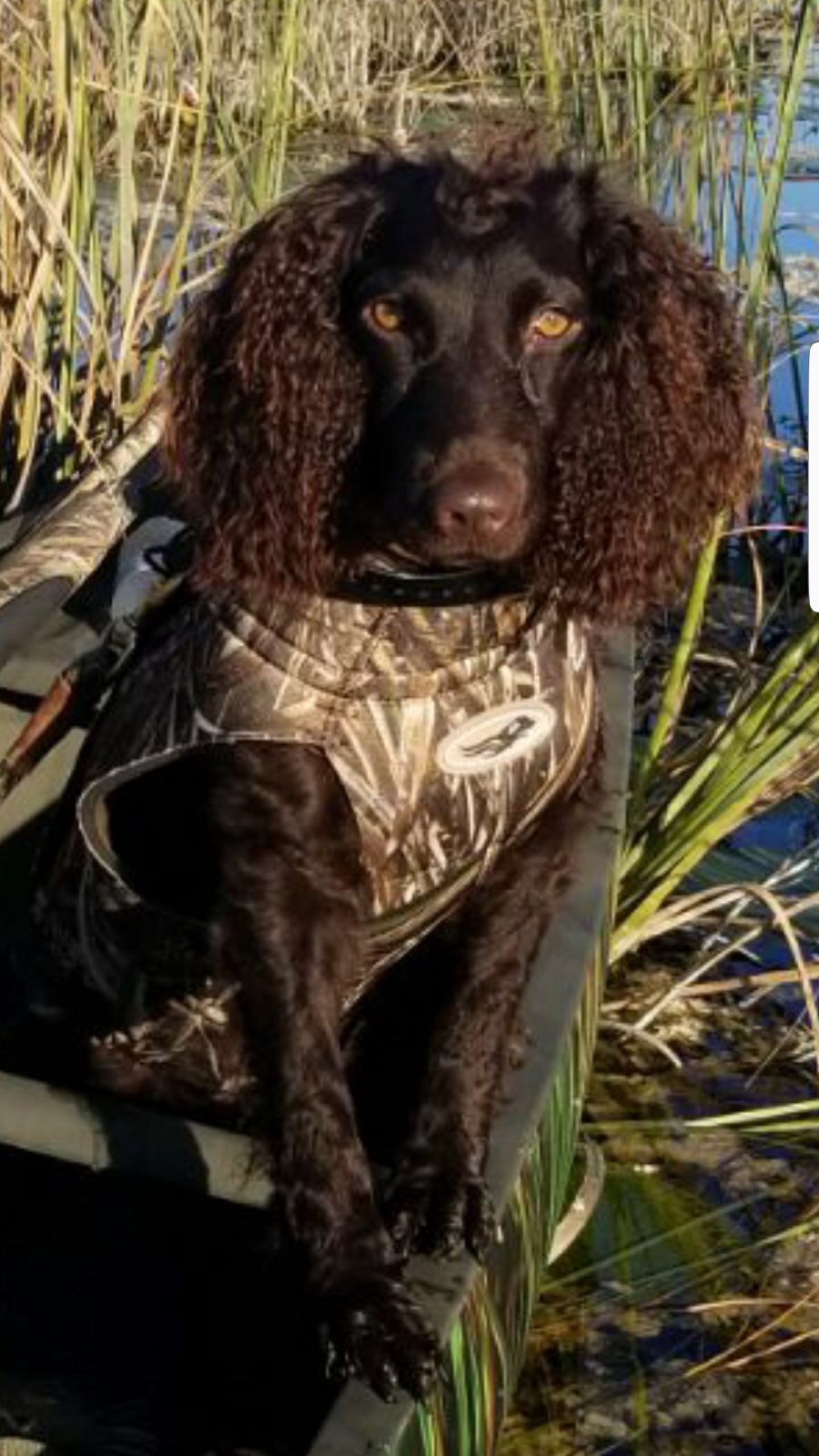 Sga's Justalucky Ducky Drake - Boykin Spaniel Pedigree