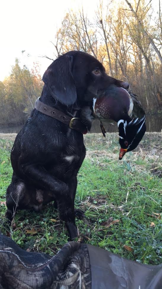 SHR Full Strap Jax - Boykin Spaniel Pedigree