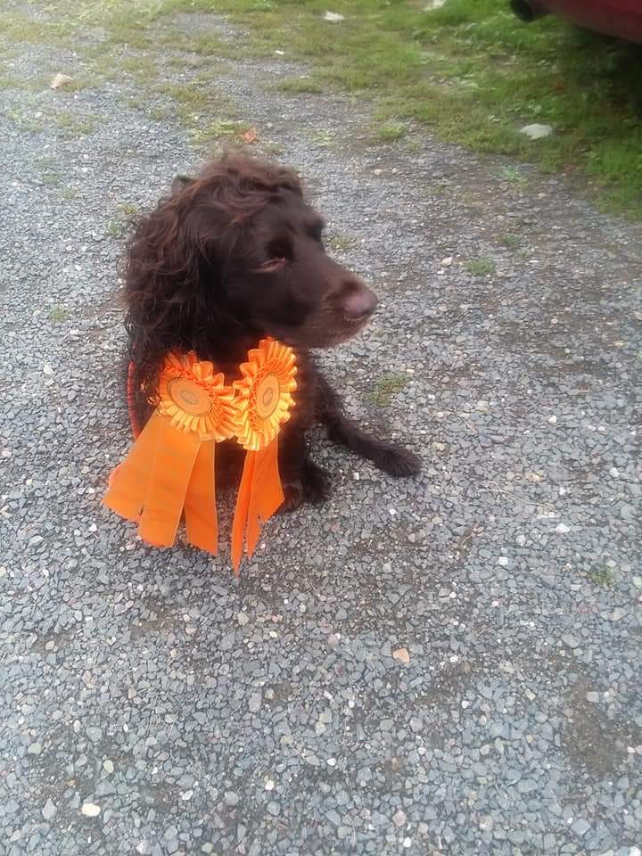 Springridge Welcome To The Crazy Train - Boykin Spaniel Pedigree