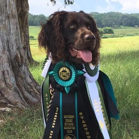 HRCH Boys Girl Teal - Boykin Spaniel Pedigree