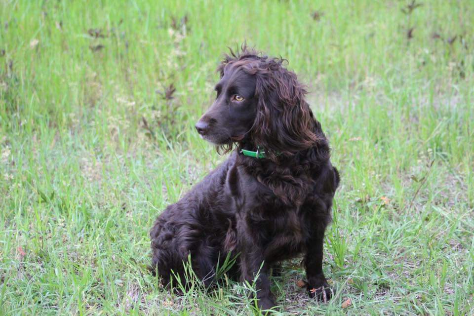 SHR Sga's Palmetto Sweet Magnolia - Boykin Spaniel Pedigree