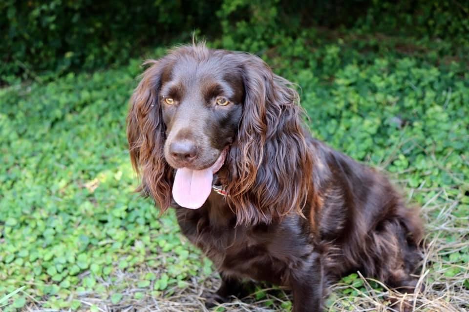 Sga Southland Sadie - Boykin Spaniel Pedigree