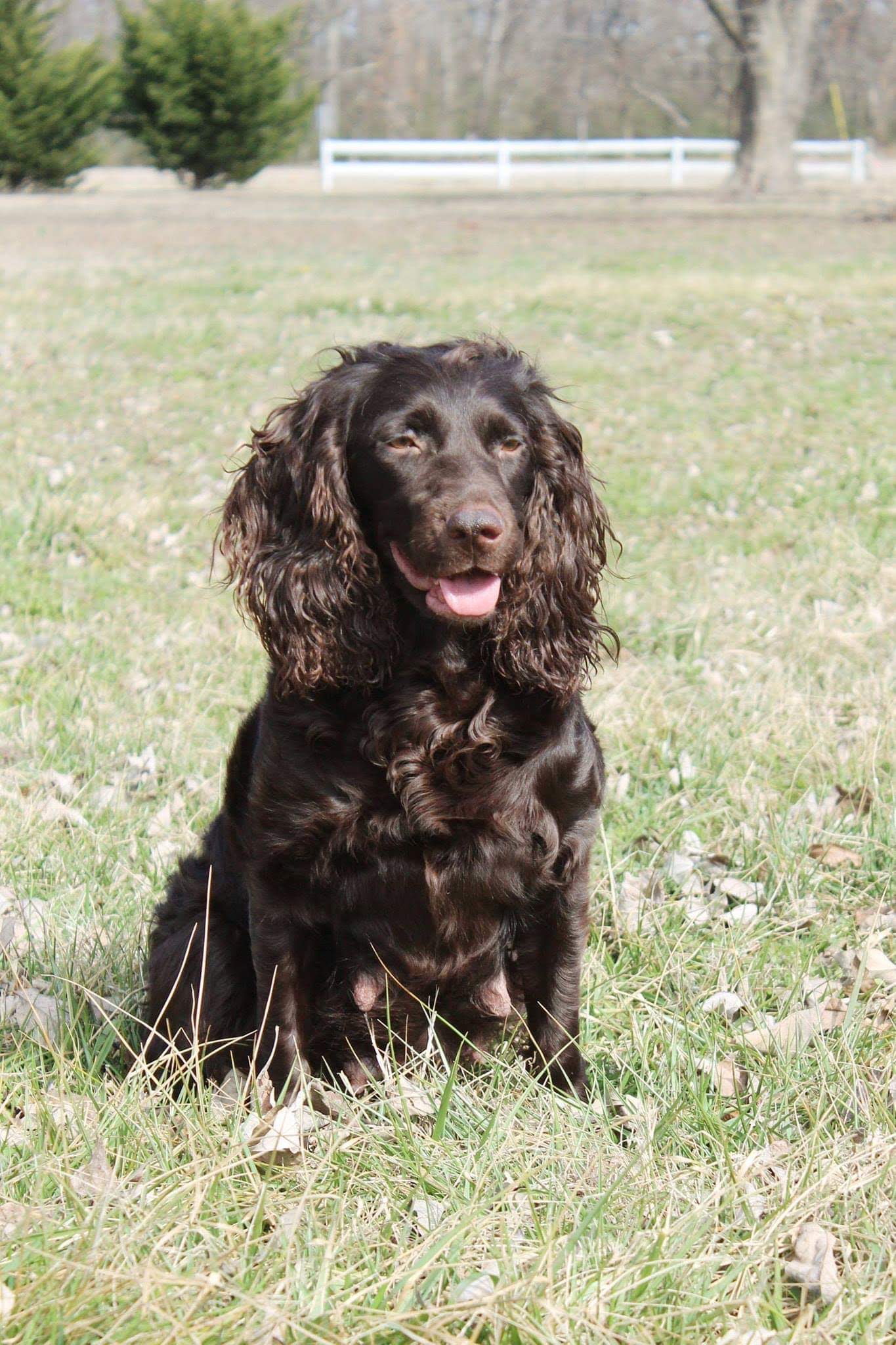 Old Towns The Perfect Storm - Boykin Spaniel Pedigree