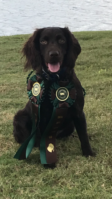 HR Mead’s Avery Day I’m Hustlin’ - Boykin Spaniel Pedigree