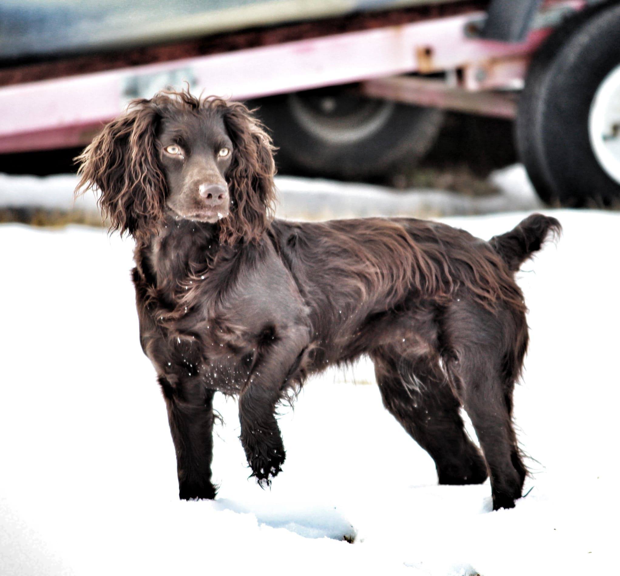 Justacarolinagirlmagnoliarose - Boykin Spaniel Pedigree
