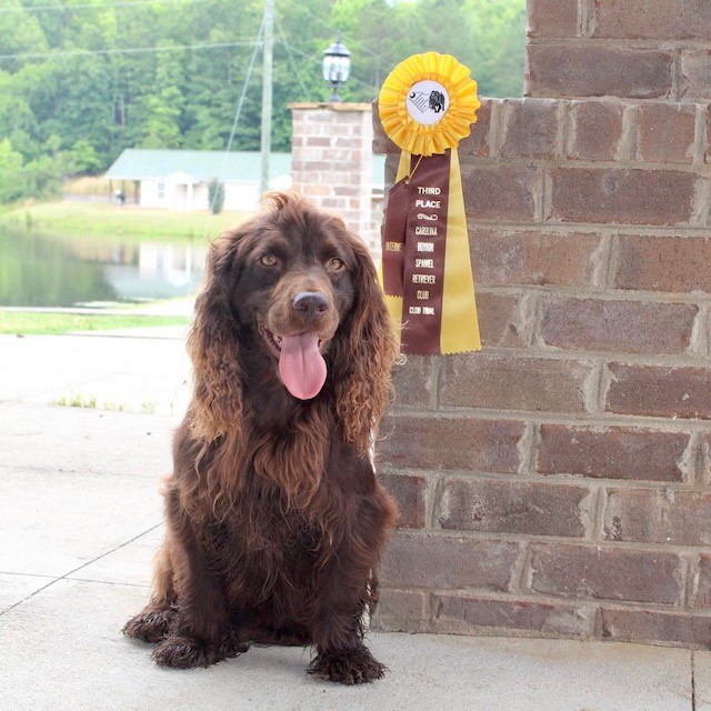 HRCH UH Hudson River Zeke - Boykin Spaniel Pedigree