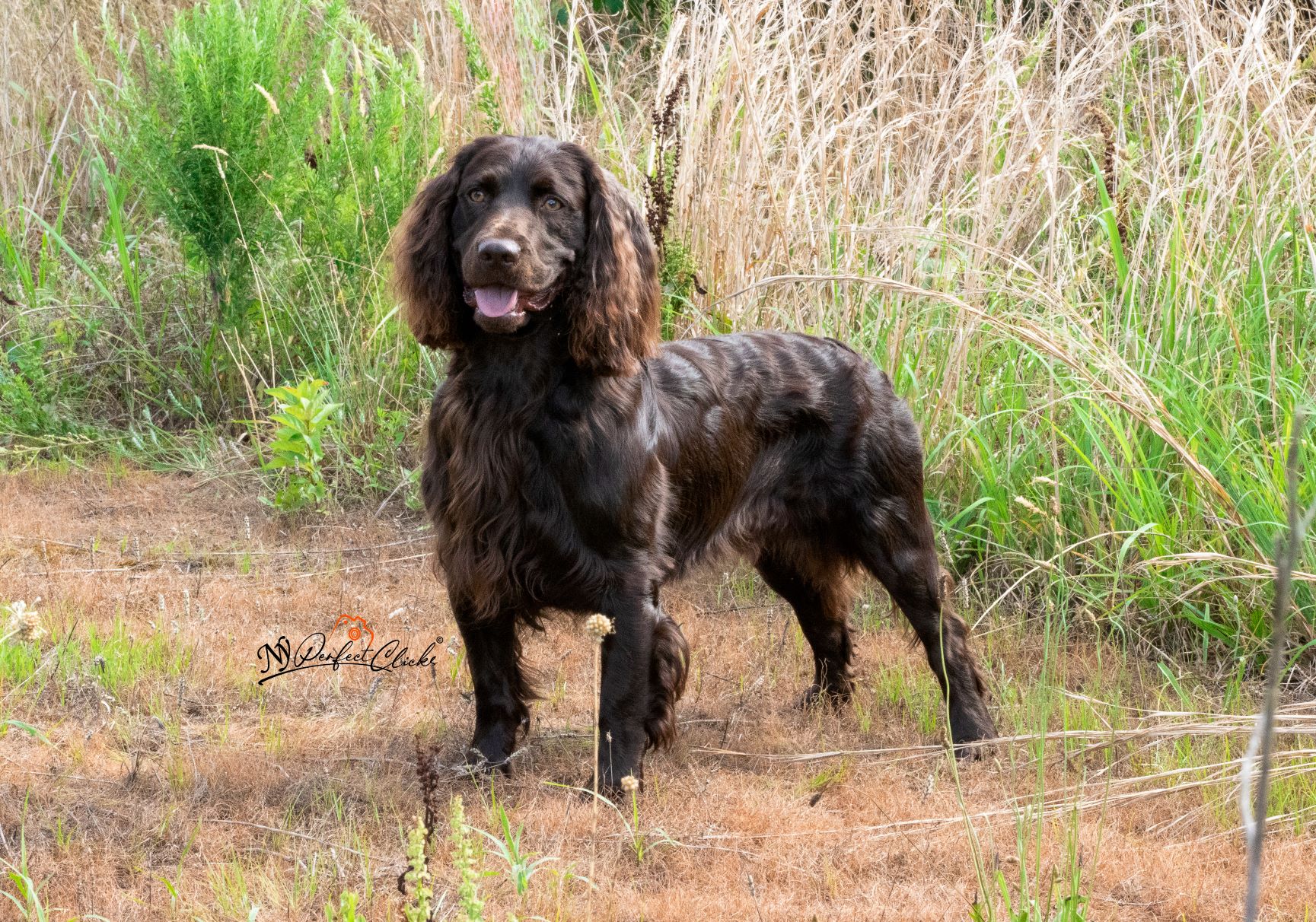 SHR GCHS CH Thornhill's Amberfield Surfs Up OHB RA JH JHR DCAT DSA DJ FTA NR - Boykin Spaniel Pedigree