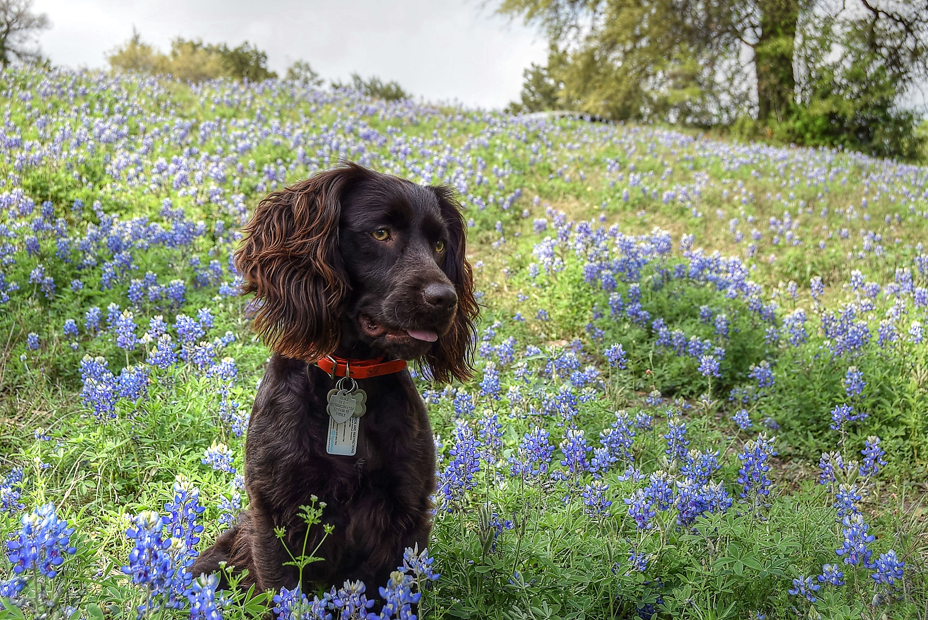 Winchester Lou Warfield - Boykin Spaniel Pedigree