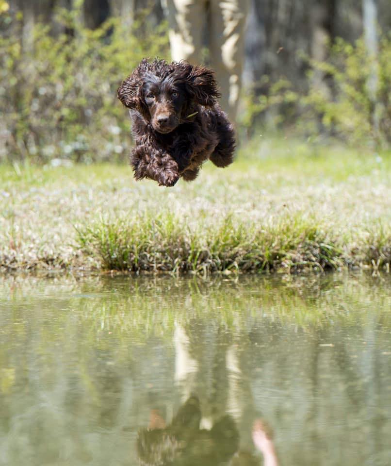 HRCH Top Secret Toad IR - Boykin Spaniel Pedigree