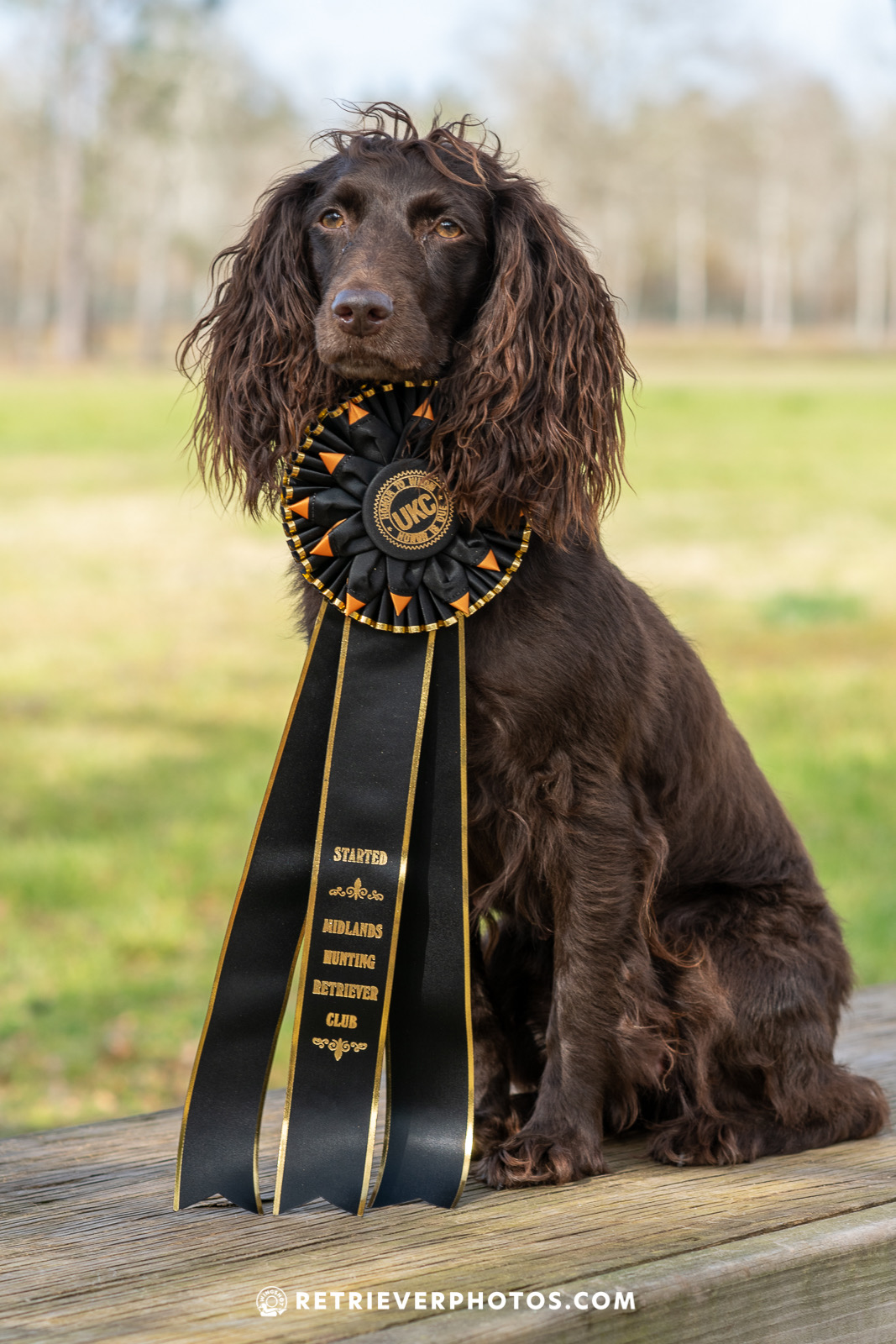 SHR Miss Bailey Grace - Boykin Spaniel Pedigree