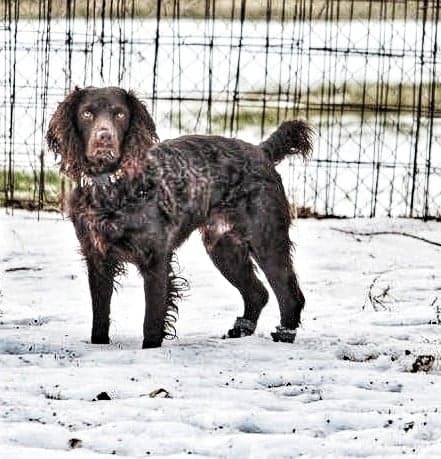 Justahokiegoinsouth Rutledge - Boykin Spaniel Pedigree