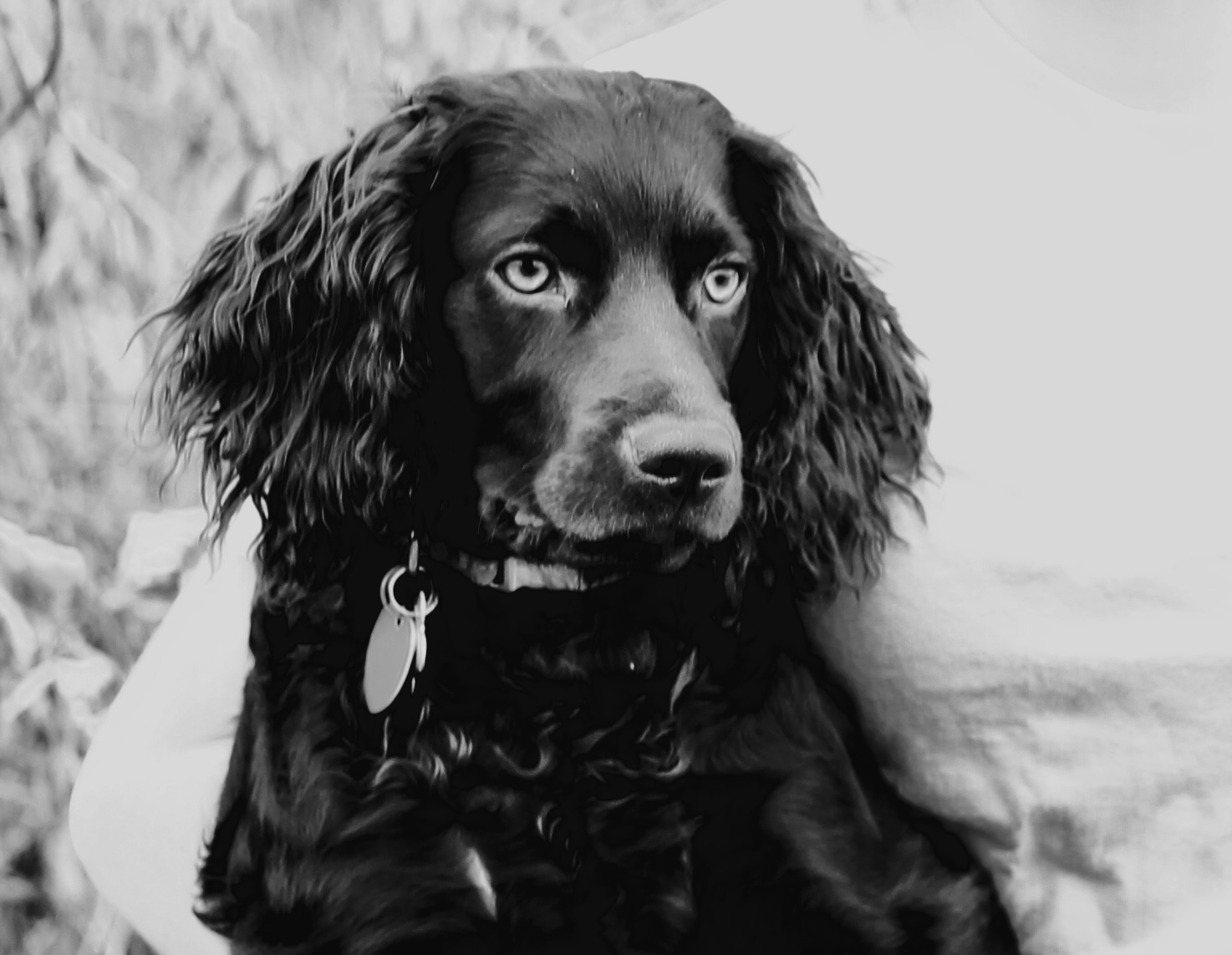 Southern Belle Daisy Mae - Boykin Spaniel Pedigree