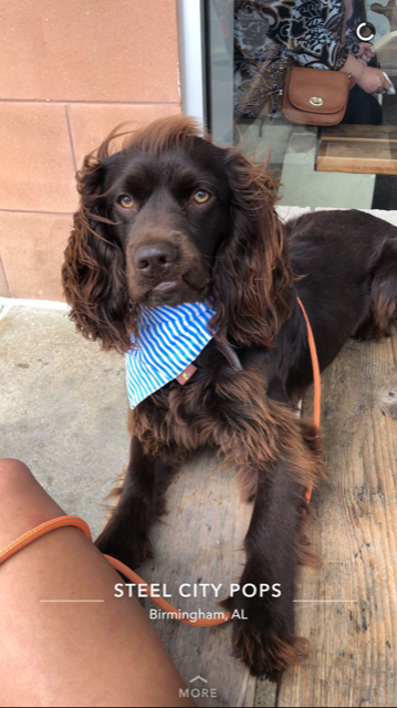 Sullivan Duke Skywalker - Boykin Spaniel Pedigree