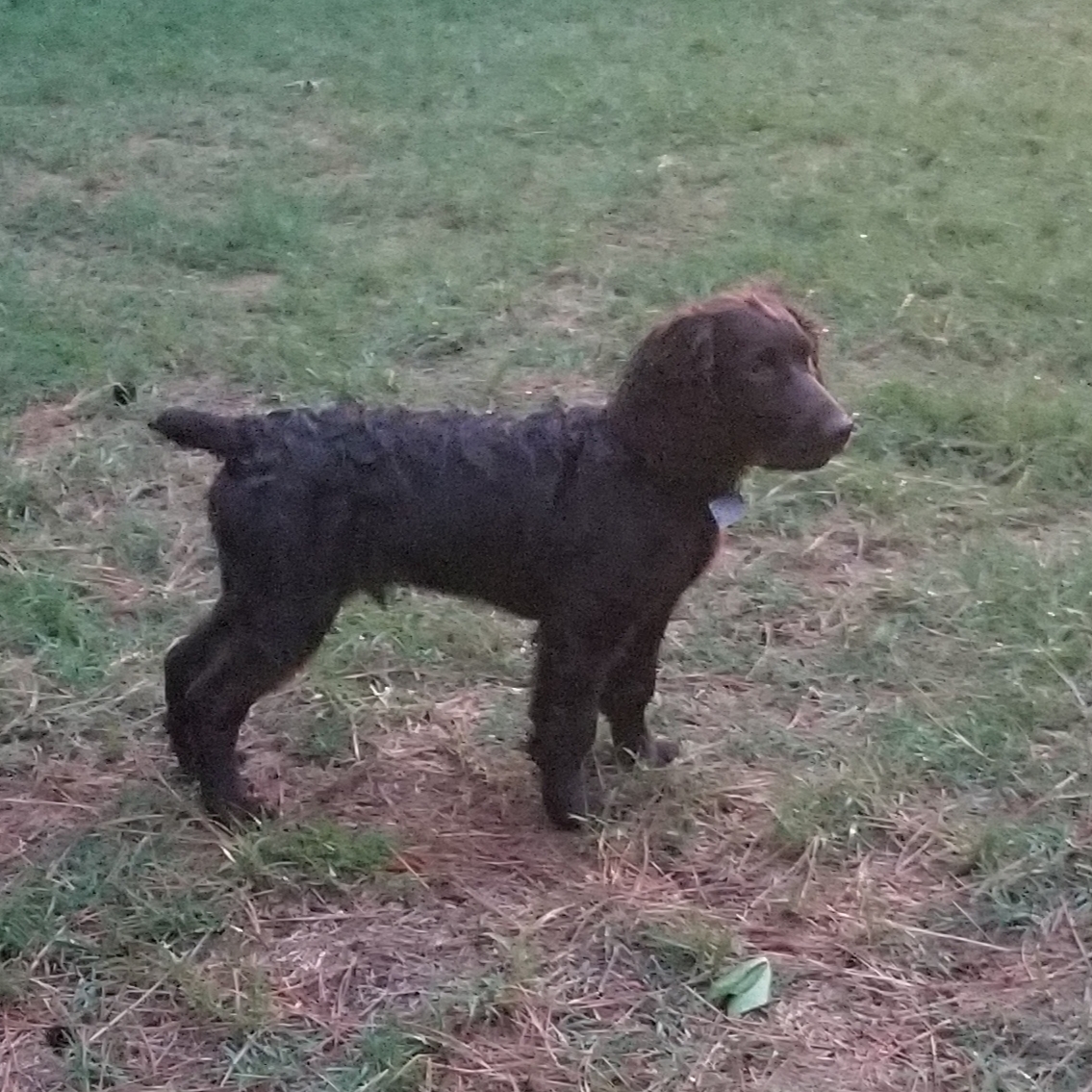 Kick It Up Sonic Boom - Boykin Spaniel Pedigree