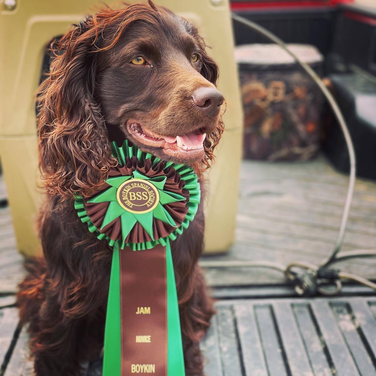 SHR General Stonewall Jackson Lives NR - Boykin Spaniel Pedigree